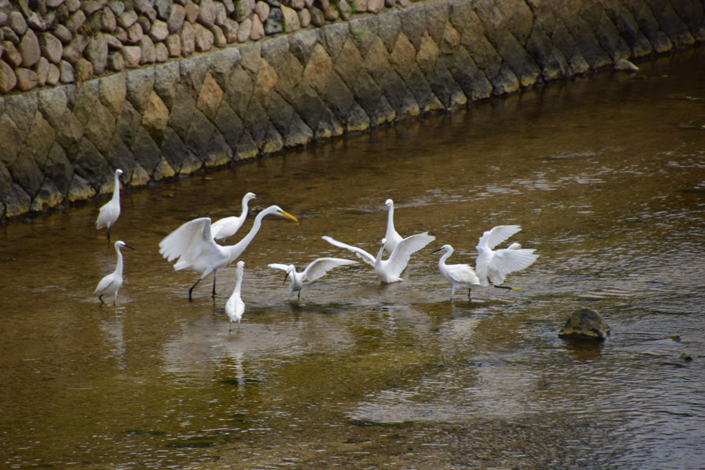 西宮市夙川河口　野鳥の楽園