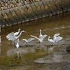 西宮市夙川河口　野鳥の楽園