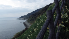 淡路島　灘水仙郷