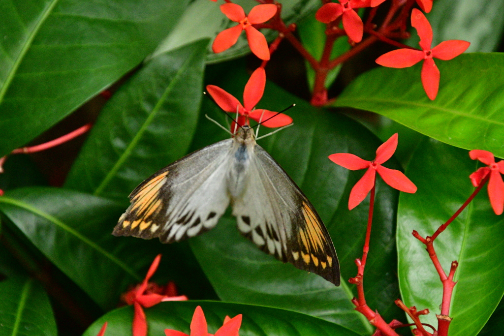 伊丹市立昆虫館　蝶の館