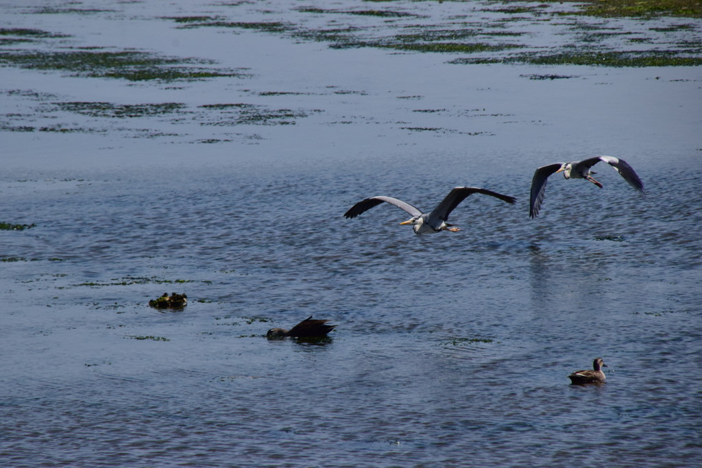 大阪南港　野鳥園　