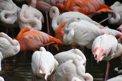 神戸市王子動物園