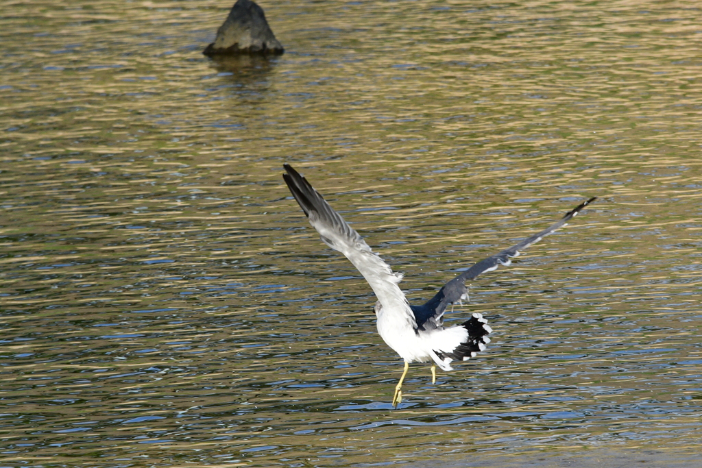 西宮市夙川河口　野鳥の楽園