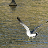 西宮市夙川河口　野鳥の楽園