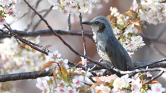 花鳥風月