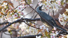 花鳥風月