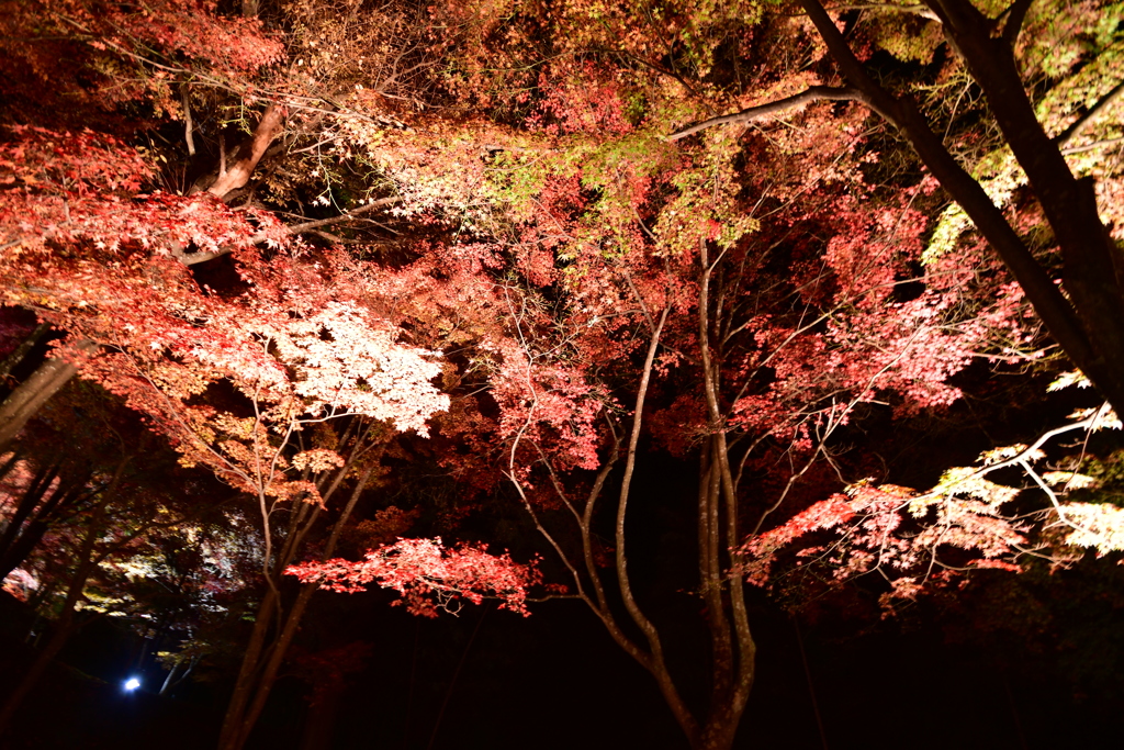 最上山もみじ祭り　兵庫県宍粟市