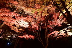 最上山もみじ祭り　兵庫県宍粟市