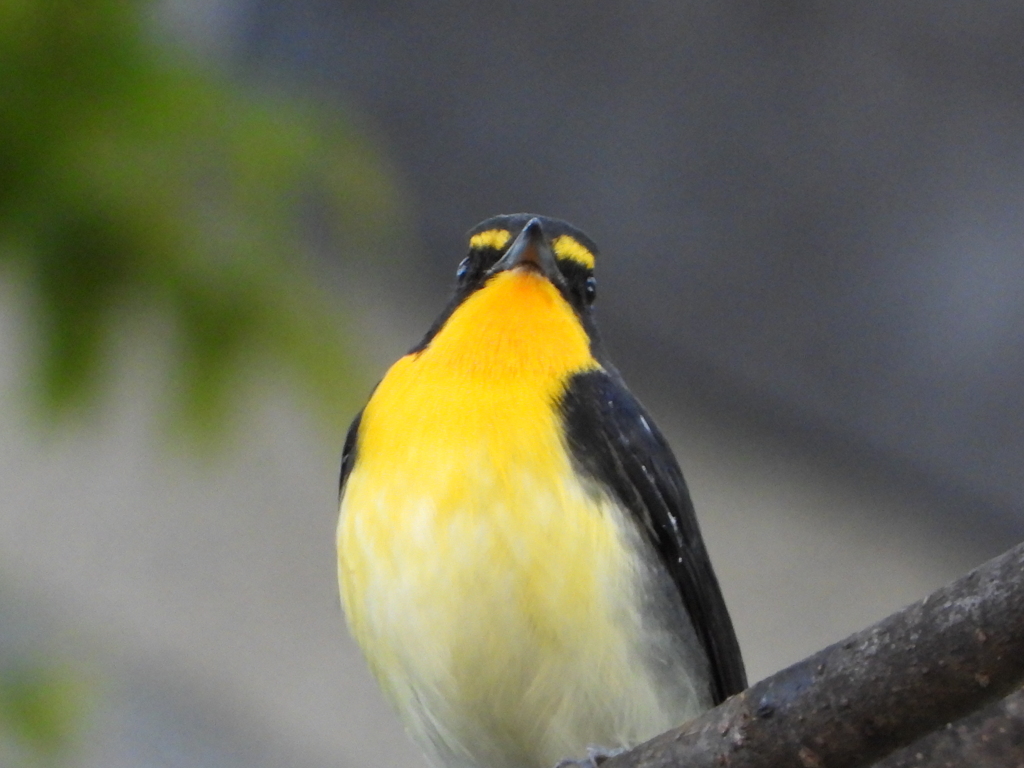 キビタキ　　大阪城公園