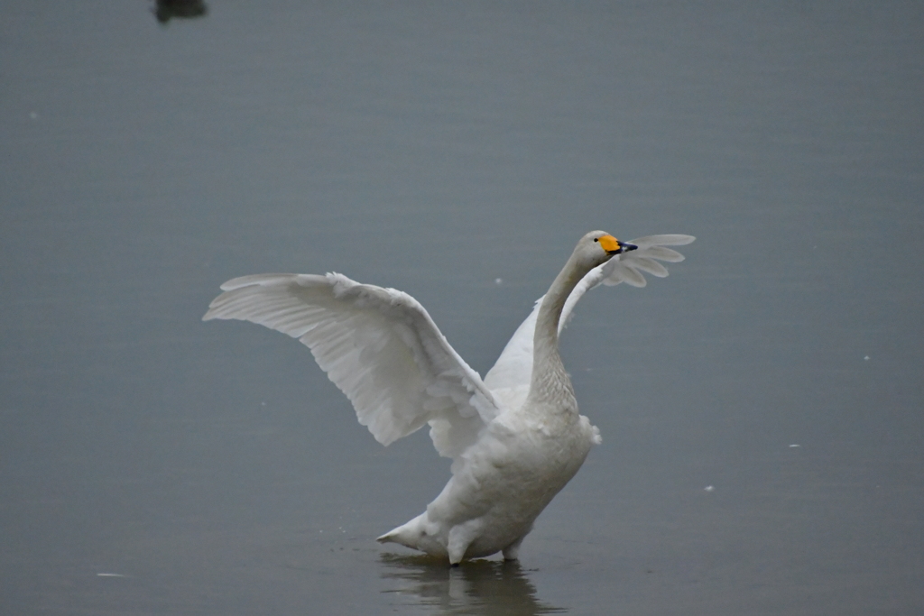 白鳥の湖