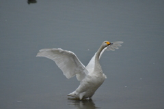 白鳥の湖