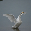 白鳥の湖