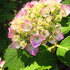 兵庫県　神戸市森林植物園