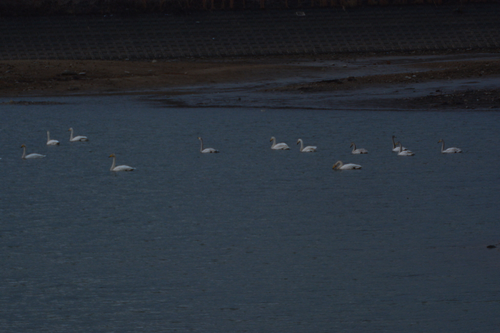 オオハクチョウ飛来　兵庫県福崎町長池