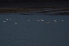 オオハクチョウ飛来　兵庫県福崎町長池