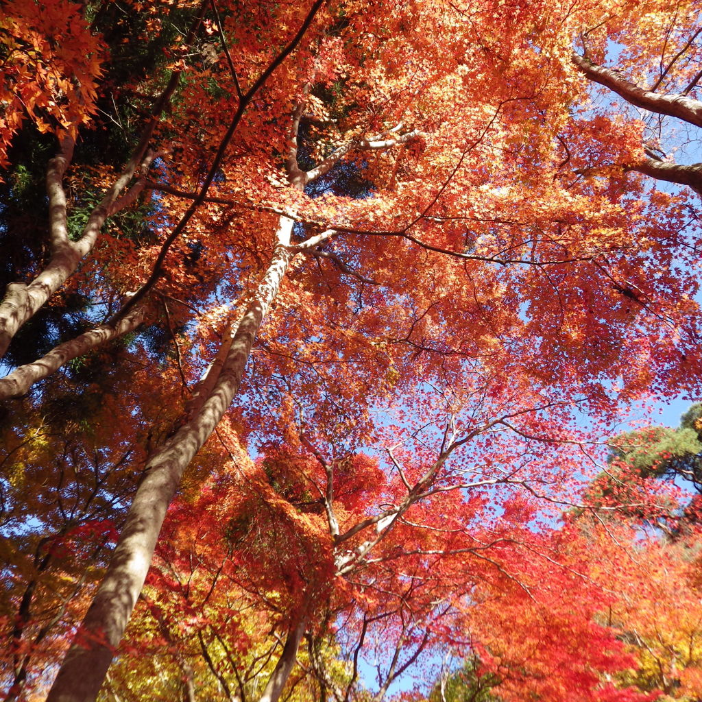 有馬温泉の紅葉