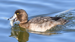 カモは魚を食べる？