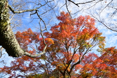 京都府綾部市　山家城址公園