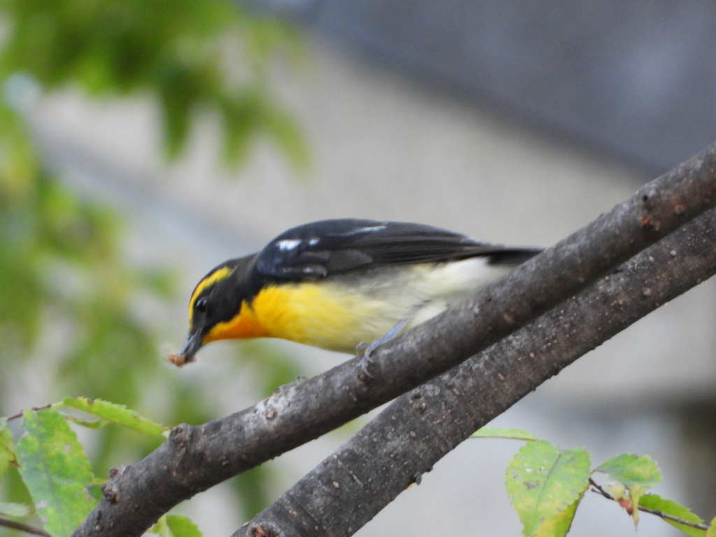 キビタキ　　大阪城公園