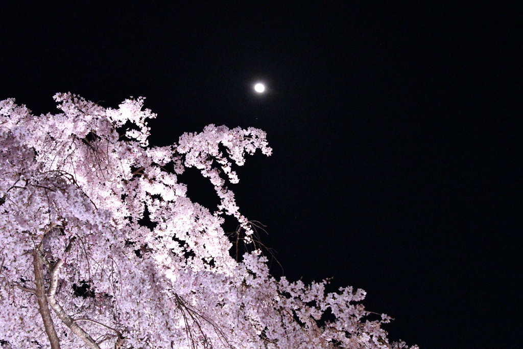 京都府立植物園　ライトアップ