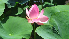 兵庫県　平池公園