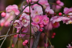 東風吹かば、匂いをこせよ梅の花～～～～