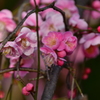 東風吹かば、匂いをこせよ梅の花～～～～