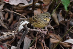 都市公園で出会った小鳥