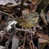 都市公園で出会った小鳥