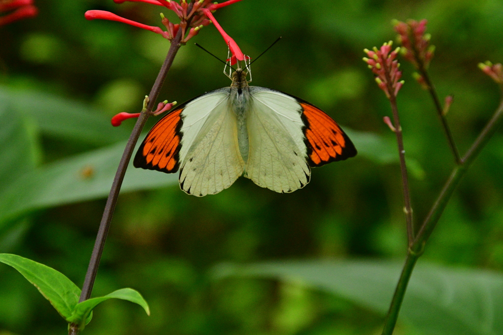 伊丹市立昆虫館　蝶の館