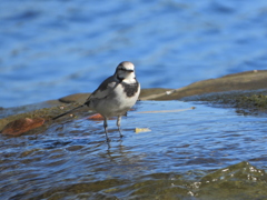 野鳥を楽しんでます