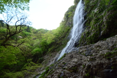 兵庫県養父市　天滝