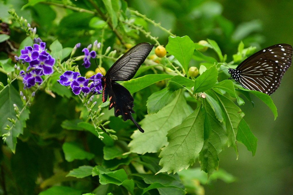 伊丹市立昆虫館　蝶の館