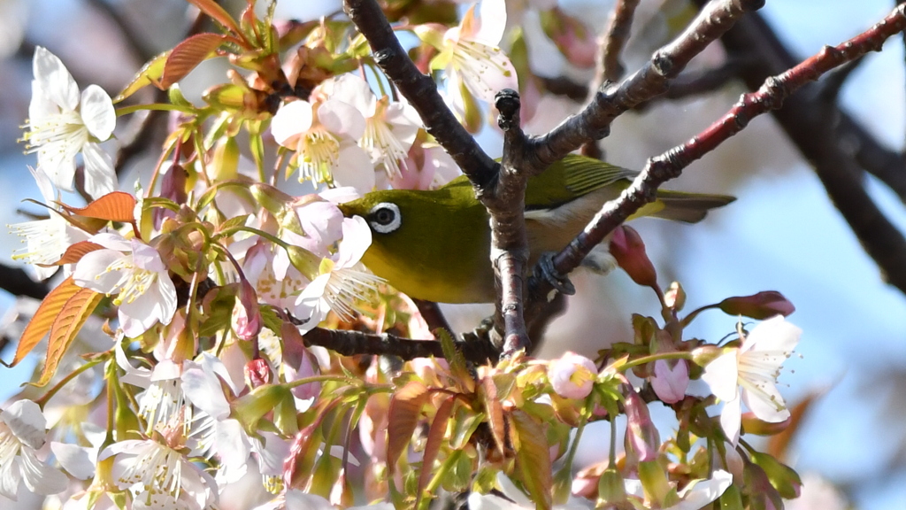 花鳥風月