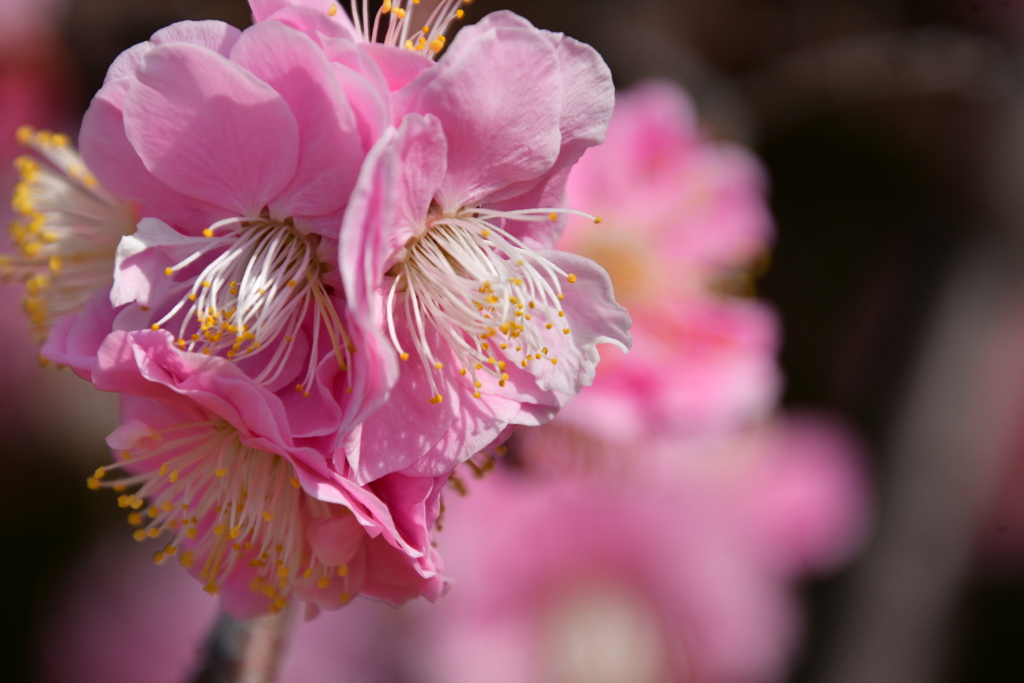 東風吹かば、匂いをこせよ梅の花～～～～