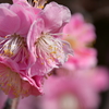東風吹かば、匂いをこせよ梅の花～～～～