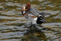 野鳥の楽園　香蘆園浜