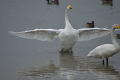 白鳥の湖