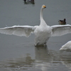 白鳥の湖