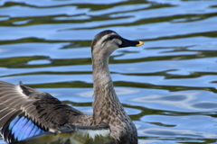 お彼岸の万博公園