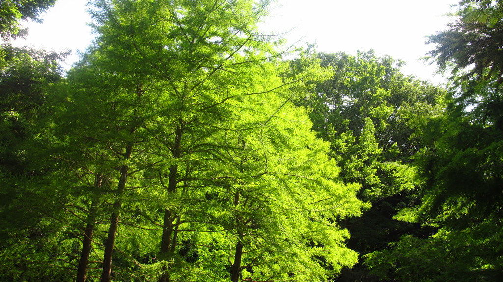 兵庫県　神戸市森林植物園