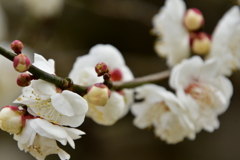 東風吹かば、匂いをこせよ梅の花～～～～