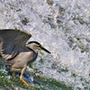 初夏　武庫川のササゴイ