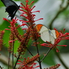 伊丹市立昆虫館　蝶の館