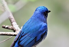 幸せを呼ぶ青い鳥　オオルリ