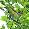 オオヨシキリ