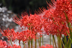 お彼岸の万博公園