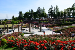 関西一の荒牧バラ公園