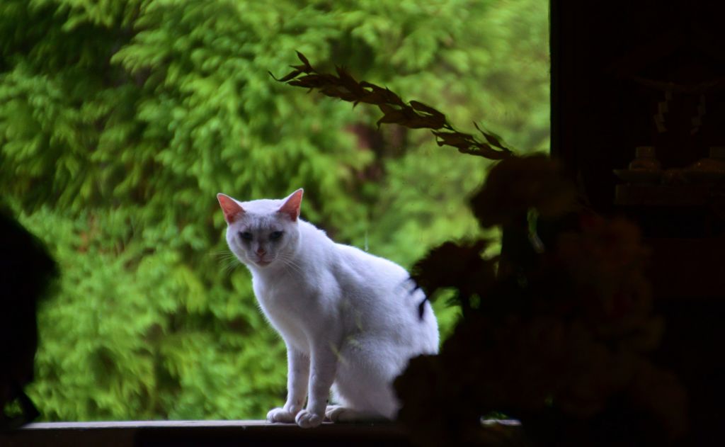 白い猫