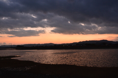 オオハクチョウ飛来　兵庫県福崎町長池
